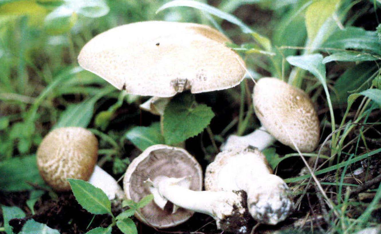 Agaricus silvaticus Schaeff.:Fr.